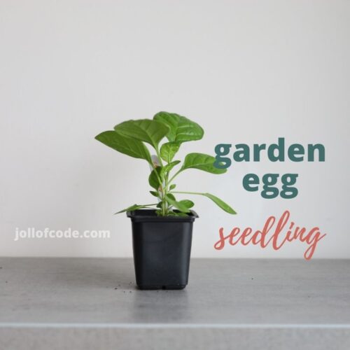 Nigerian Garden Egg - Seedling