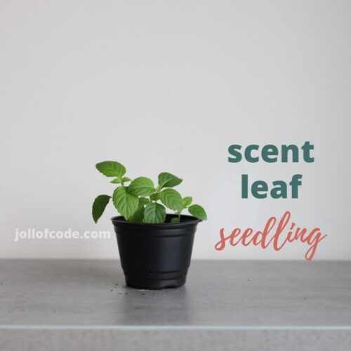 Scent Leaf - Seedling