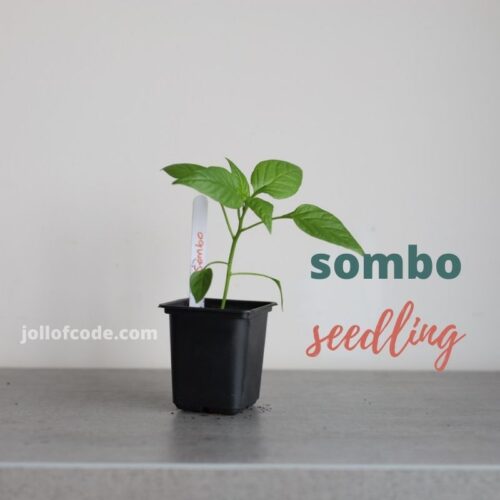 Sombo - Seedling