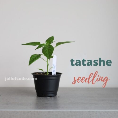 TATASE- Seedling